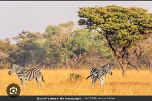 zebras in kuti wildlife reserve